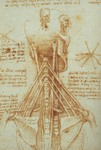 Anatomia de cuello de Leonardo da Vinci