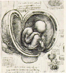 Dibujo Estudio de un �tero de Leonardo da Vinci
