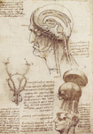 Estudio fisiologia cerebro de Leonardo da Vinci